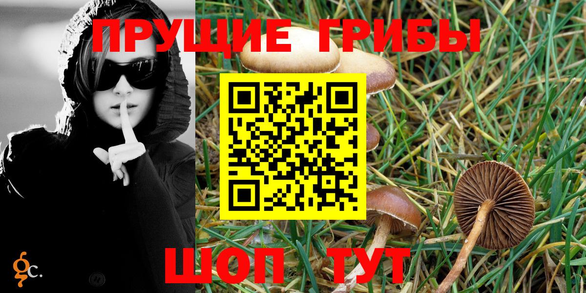 Псилоцибиновые грибы Psilocybe Белебей